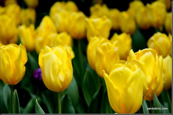 Yellow Tulips @ Gardens by the Bay