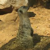 A meerkat listening to an airplane at the Nashville Zoo 09032011