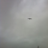A pelican flying over the Gulf in Destin FL 03232012a