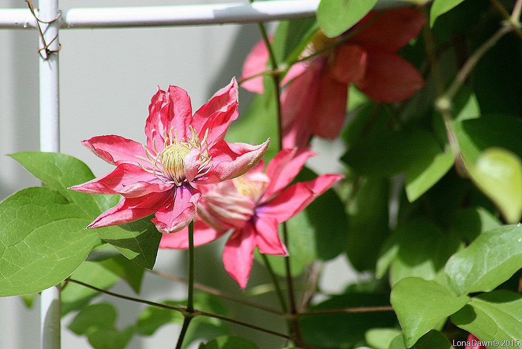 [Clematis%2520Little%2520Mermaid3%255B7%255D.jpg]