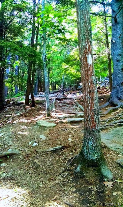 5. Bradbury Mt. 6-14-15 Summit Trail