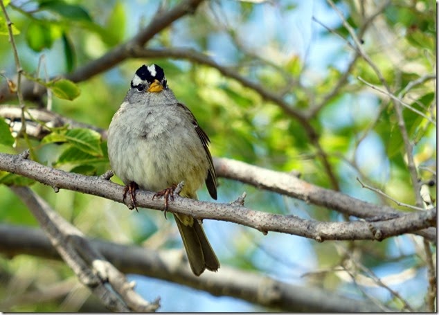lopez white crowned sparrow 051915 00002