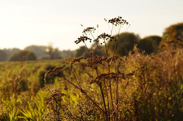 Changes for autumn at home