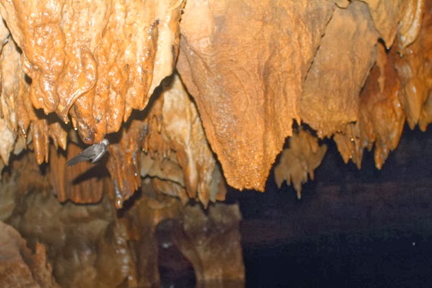 Stalactites inside the Saband underground river and a swallow feeding on them