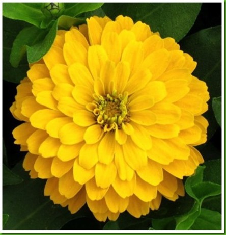 Zinnia Canario