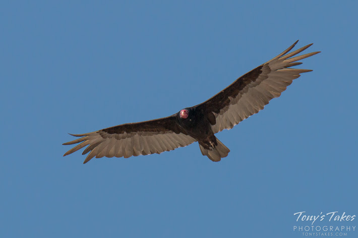 A Turkey Vulture in flight. (© Tony’s Takes)