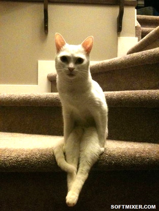 best-cat-photos-sitting-on-stairs