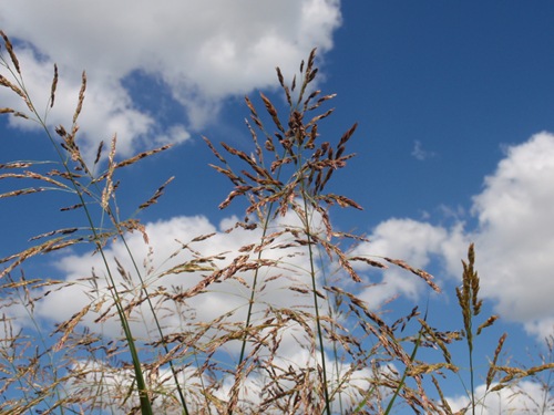 Stalks Reach for the Sky