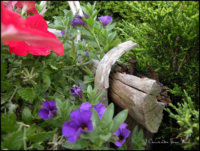Petunias, red white and blue, twig chair