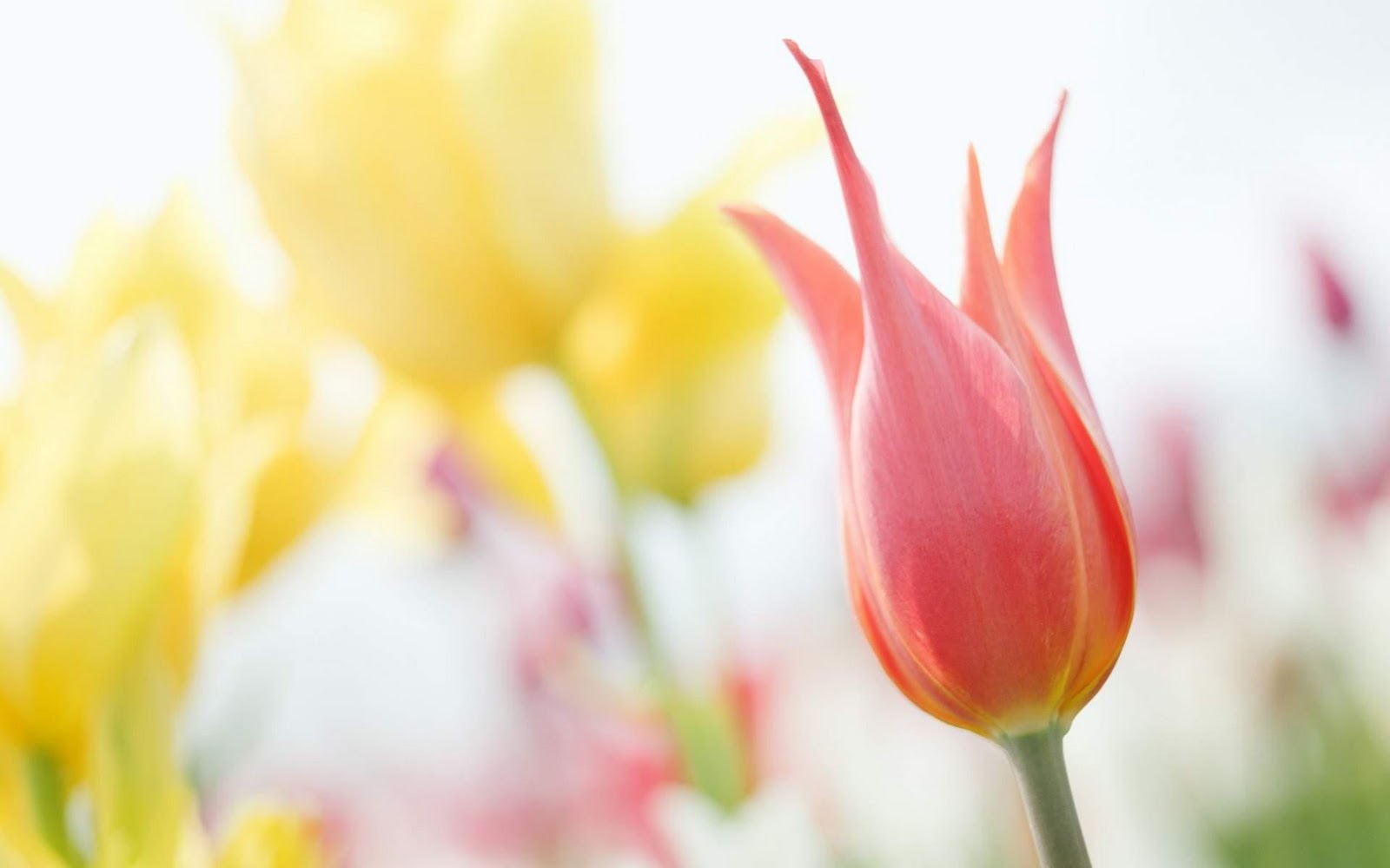 Lovely Tulip Flower Image