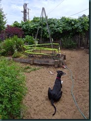 Waiting for the Beans, 9-14-14  bean pole, zuri, 003