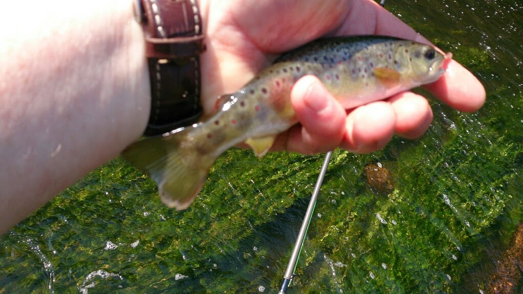 Ourthe le 12/06... grande rivière petits poissons :) %5BUNSET%5D