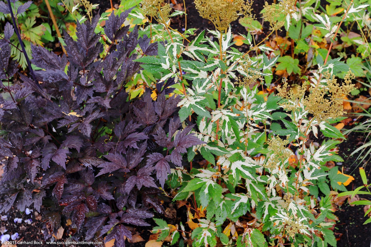 [150911_AlaskaBG_filipendula-ulmaria-variegata%255B2%255D.jpg]