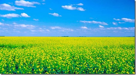 canola field getty images