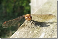 Common Hawker