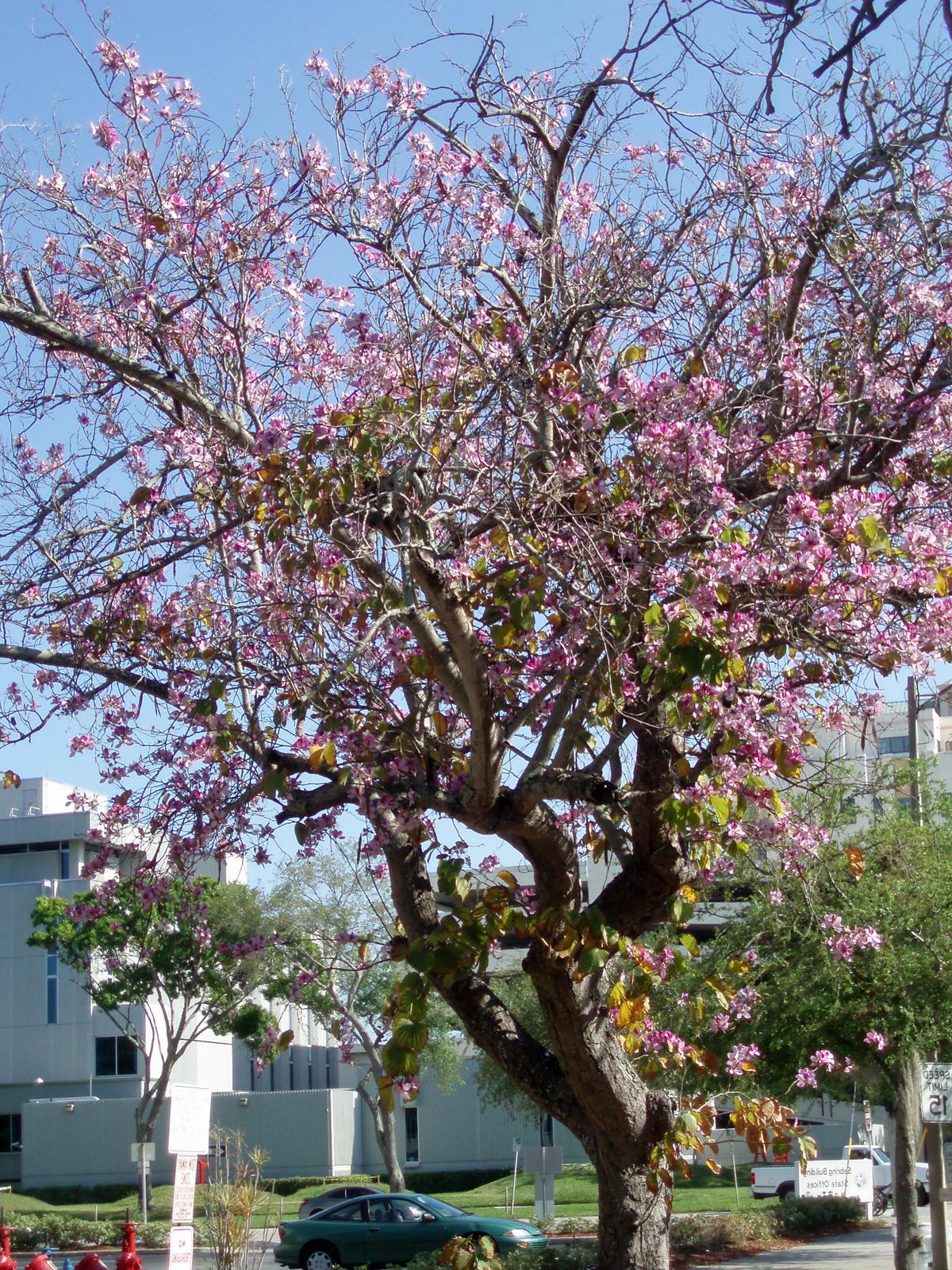 crown of orchid tree