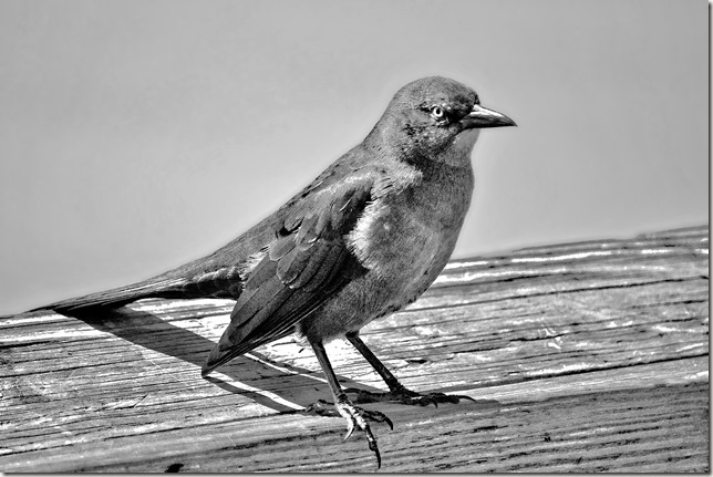 Common Grackle