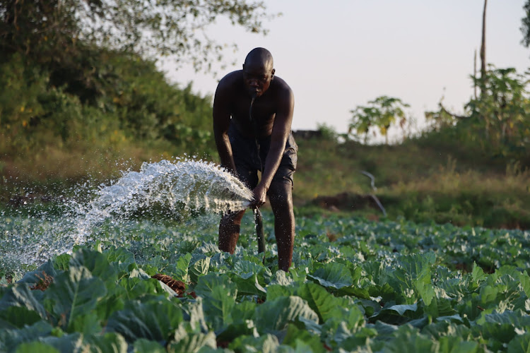 A farmer attends to his crop at a village in Yimbo in Bondo sub county in Siaya County which is one of the two counties in Kenya that received funding from the Adapting to Climate Change in Lake Victoria Basin project financed by the Adaptation Fund through UNEP with Lake Victoria Basin Commission as Executing Entity.