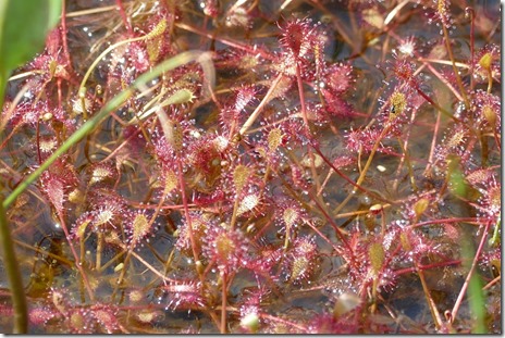 nl_cowhead_gros_morne_westernbrookpond-sundrops