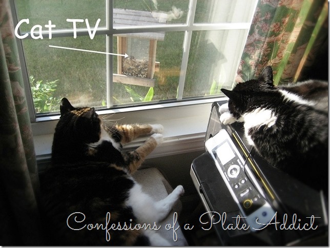 Cat TV