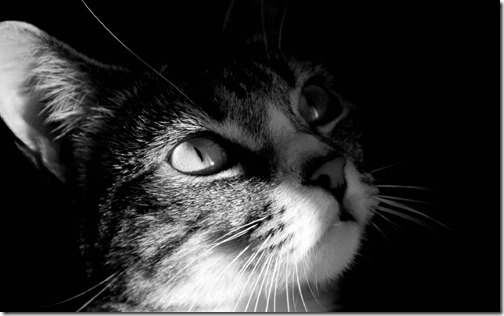 foto  de gato atigrado  mirando hacía arriba