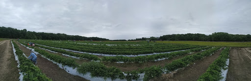 Farm «Giamarese Farm & Orchards», reviews and photos, 155 Fresh Ponds Rd, East Brunswick, NJ 08816, USA