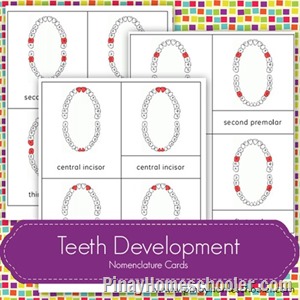 TeethDevelopment[6]