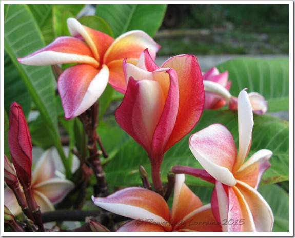 plumeria