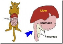 Pancreatite felina
