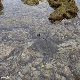 taratruga "presa"na piscina de maré - Kealakekua Beach -  Big Island, Havaí, EUA