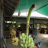 Banany na doma