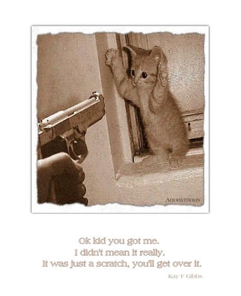 Copy of gun on cat