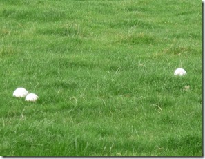 1 puffballs