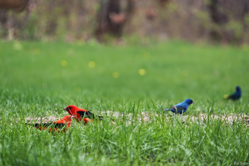 [Scarlet%2520Tanagers%2520and%2520Indigo%2520Buntings%255B9%255D.jpg]