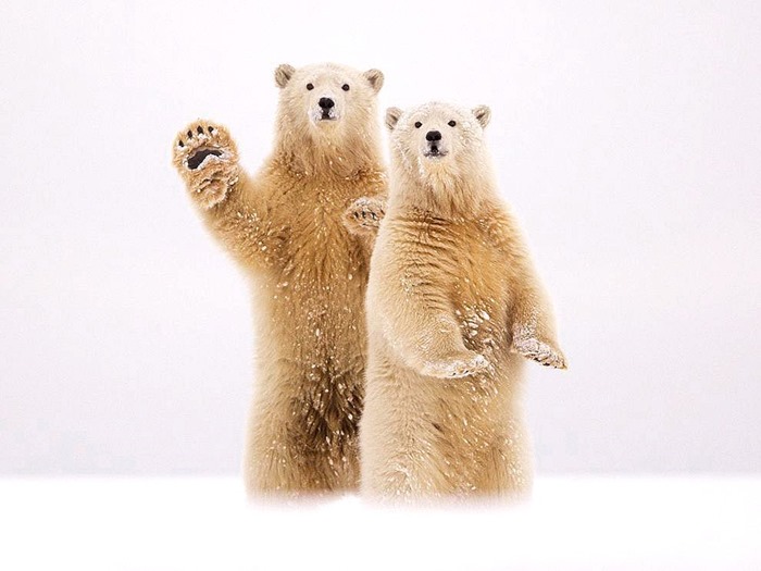 [polar-bears-waving-alaska_91574_990x742%2520%25281%2529%255B5%255D.jpg]
