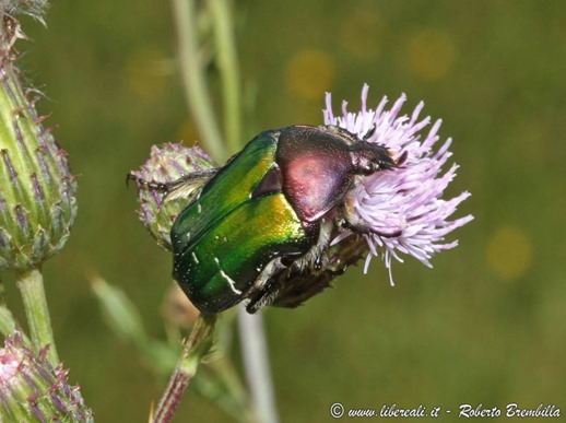 16_Cetonia aurata lucidula_Ortanella-001 (FILEminimizer)