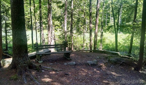 19. Old Bench near pond at Thorne Head 6-17-15