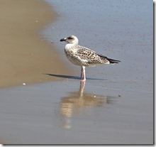 beach and birds with Shirley 039