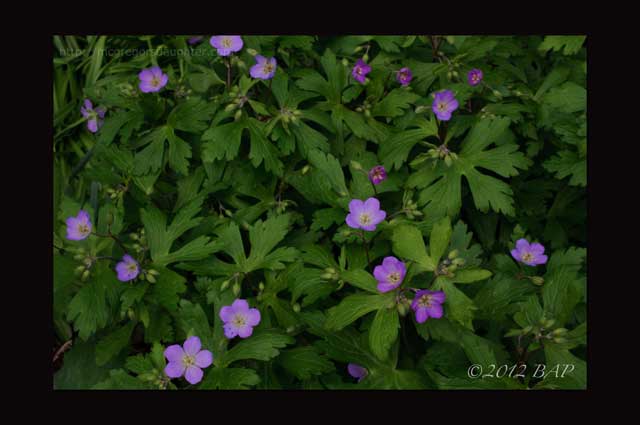 The Variability of Wildflowers