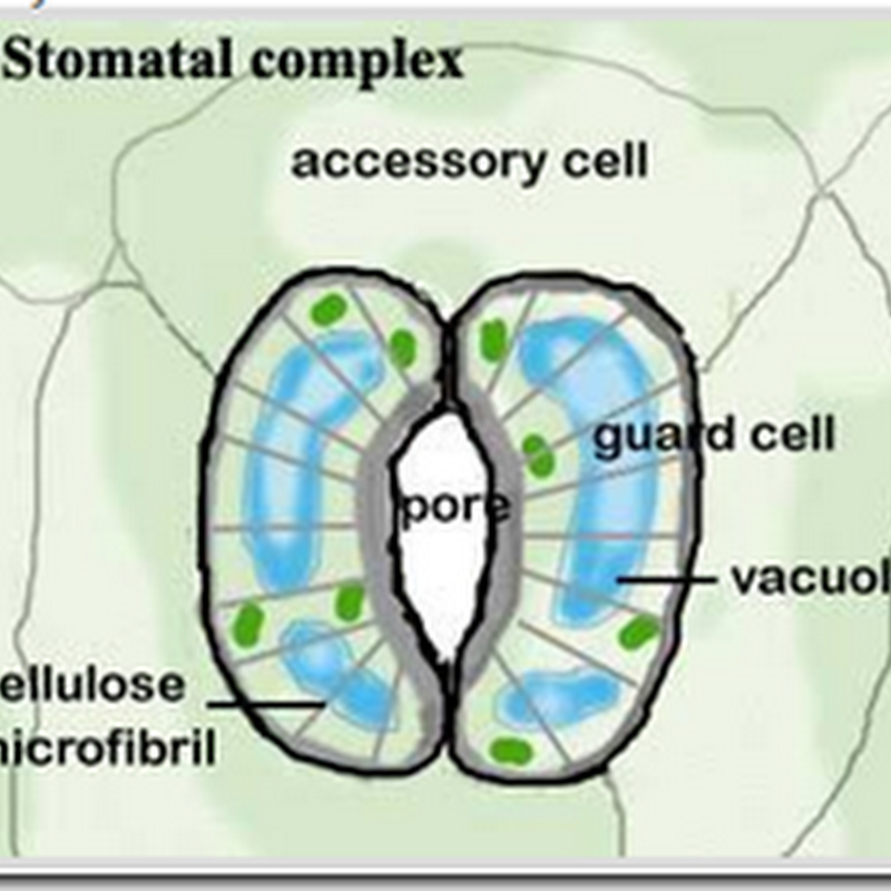 Anatomi Stomata