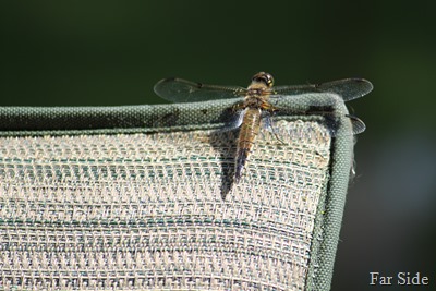 Dragonfly