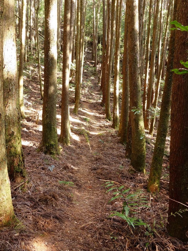 2014_0118 鳶嘴山西北稜→大崠山來回_060