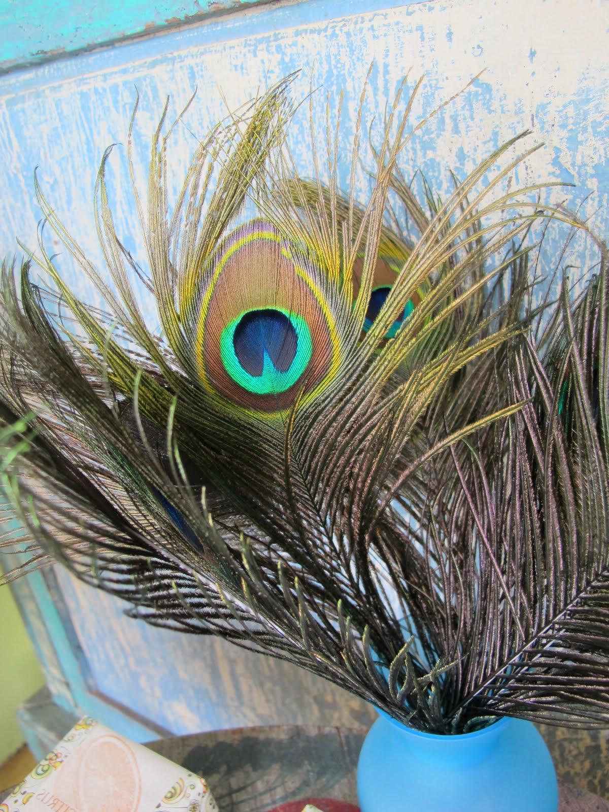 Short peacock feathers