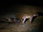 Spotted hyenas (photo by Clare) - night drive at Kruger National Park