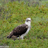 Reserva de la Biosfera del Vizcaíno - Baja Califórnia  - México