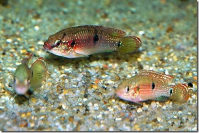be-ca-canh-jewel_cichlid_african_jewelfish_cakimcuongdo002-be-thuy-sinh
