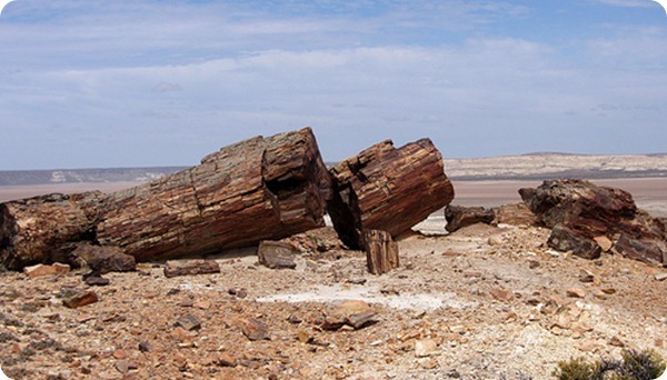 Monumento-Natural-Bosques-Petrificad