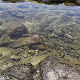 Tartaruga numa "piscina" - Pu'uhonua o Honaunau National Historic Park -  Big Island, Havaí, EUA