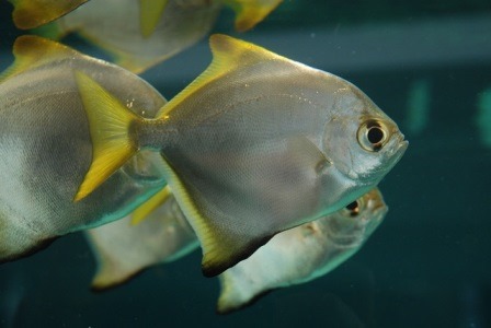 [be-ca-canh-silver_batfish_silver_moo%255B3%255D.jpg]