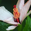 _MG_3518_flor.JPG